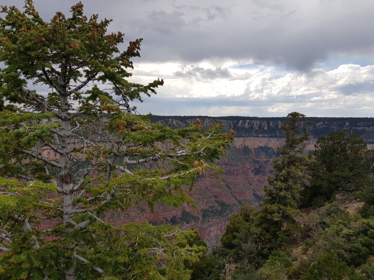 Abies concolor fruit