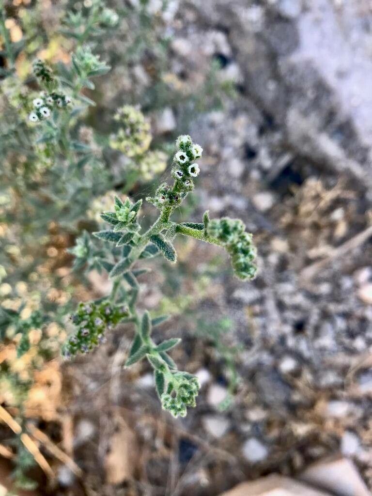 Heliotropium bacciferum flower