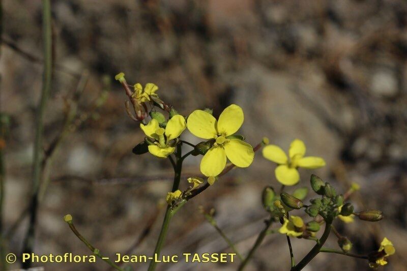 Diplotaxis ilorcitana flower