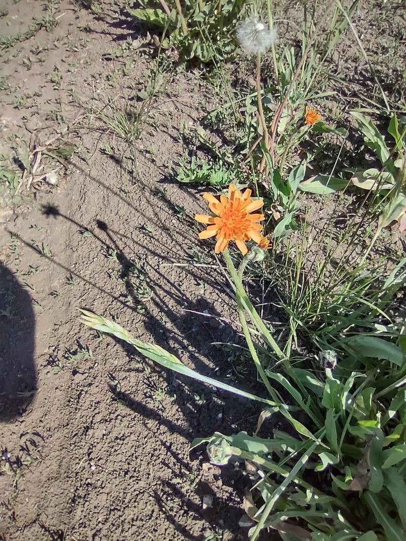 Agoseris aurantiaca flower