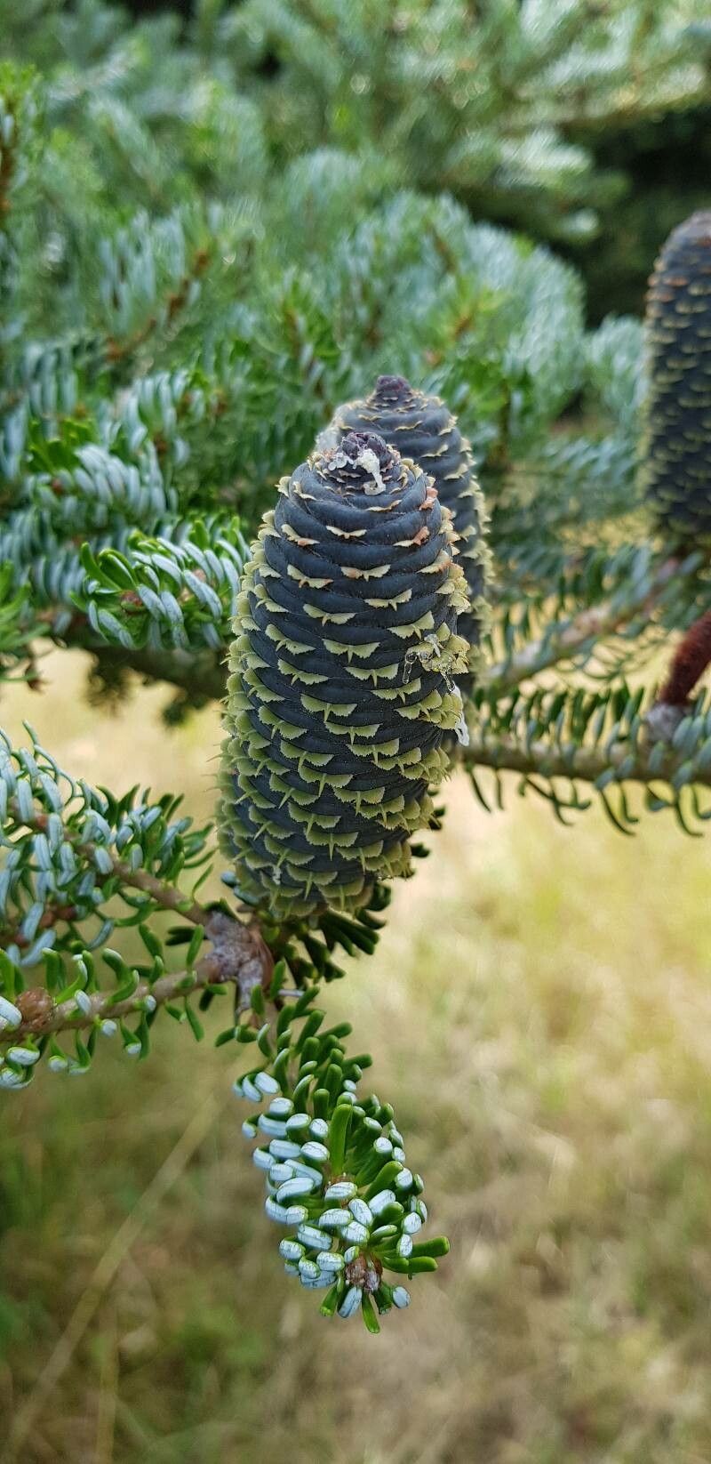Picea asperata fruit