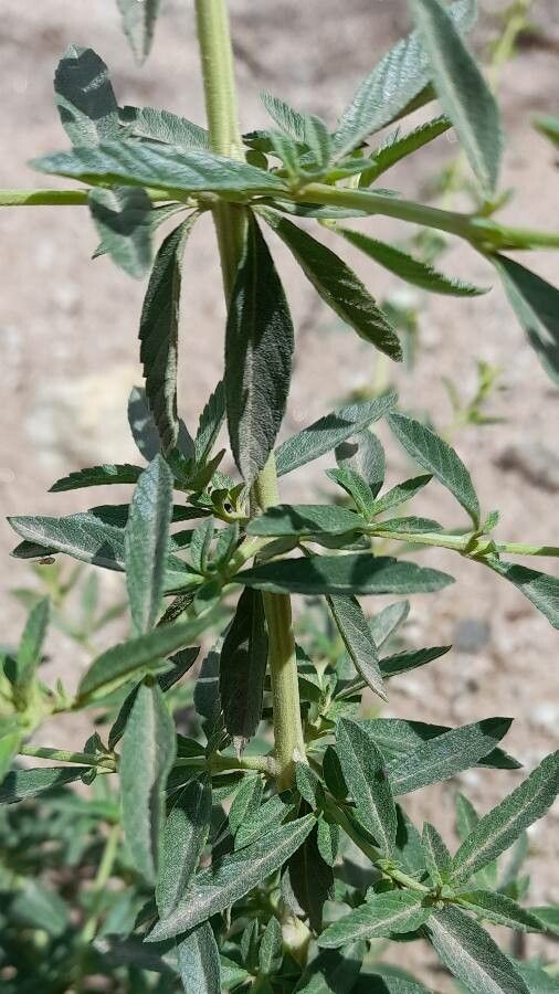 Lippia turbinata leaf