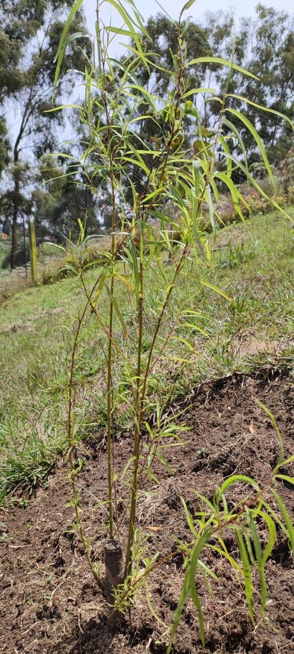 Grindelia lanceolata habit