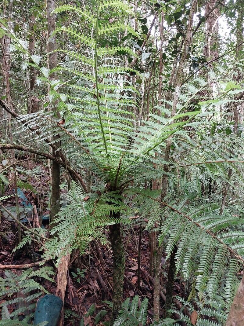 Cyathea viguieri habit
