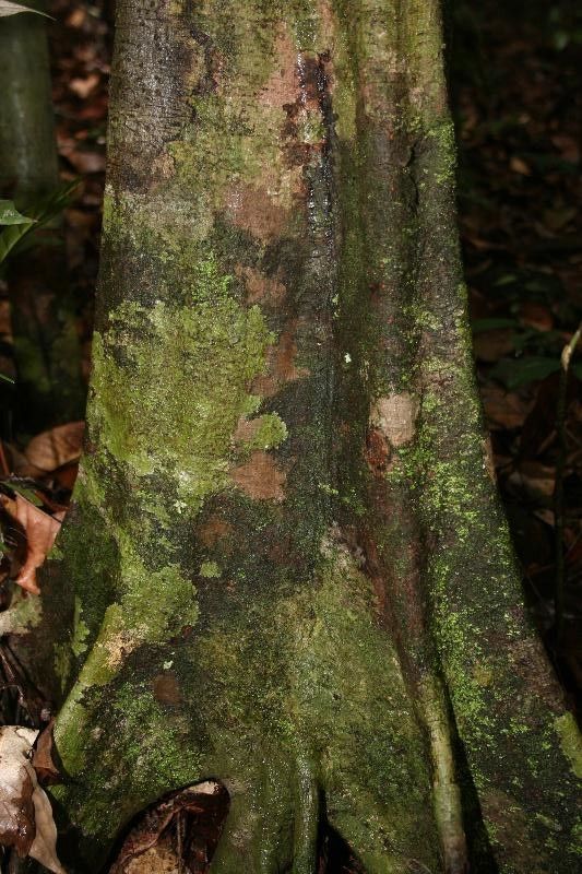 Sloanea brevipes bark