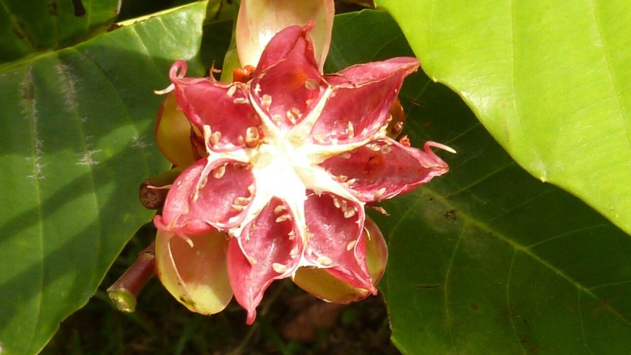 Dillenia suffruticosa fruit
