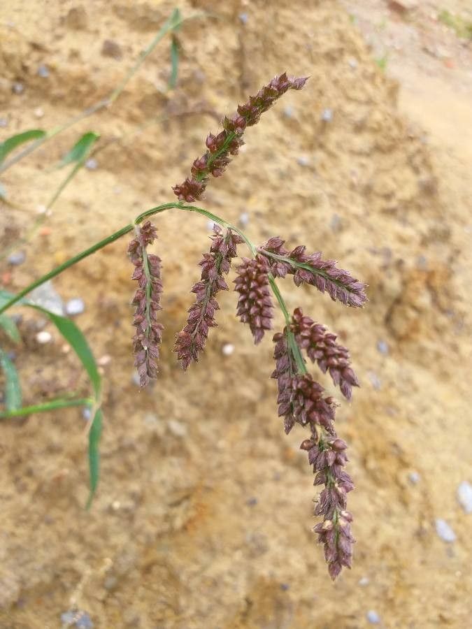 Echinochloa muricata flower