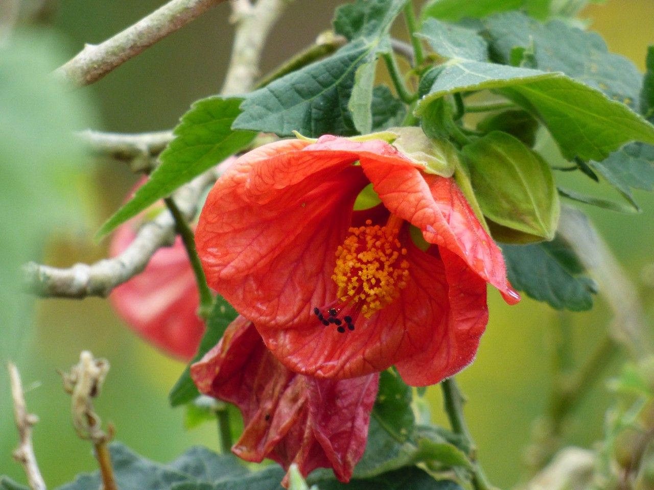 Abutilon striatum flower