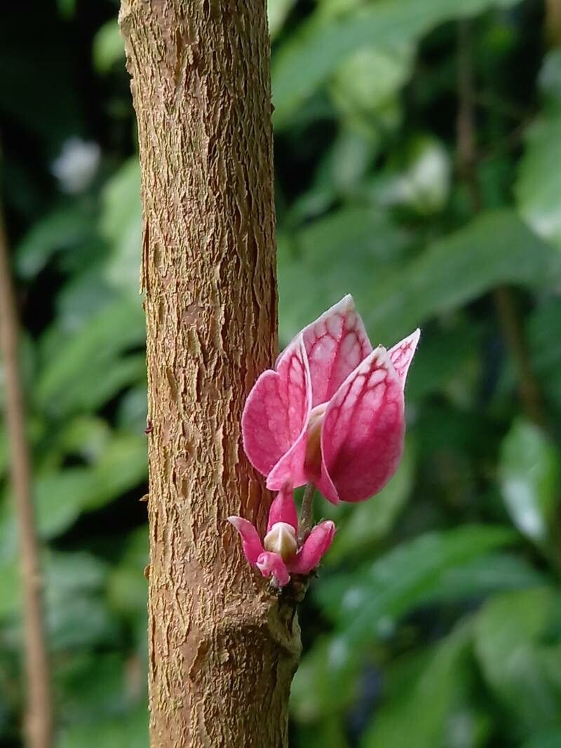 Pavonia cauliflora flower