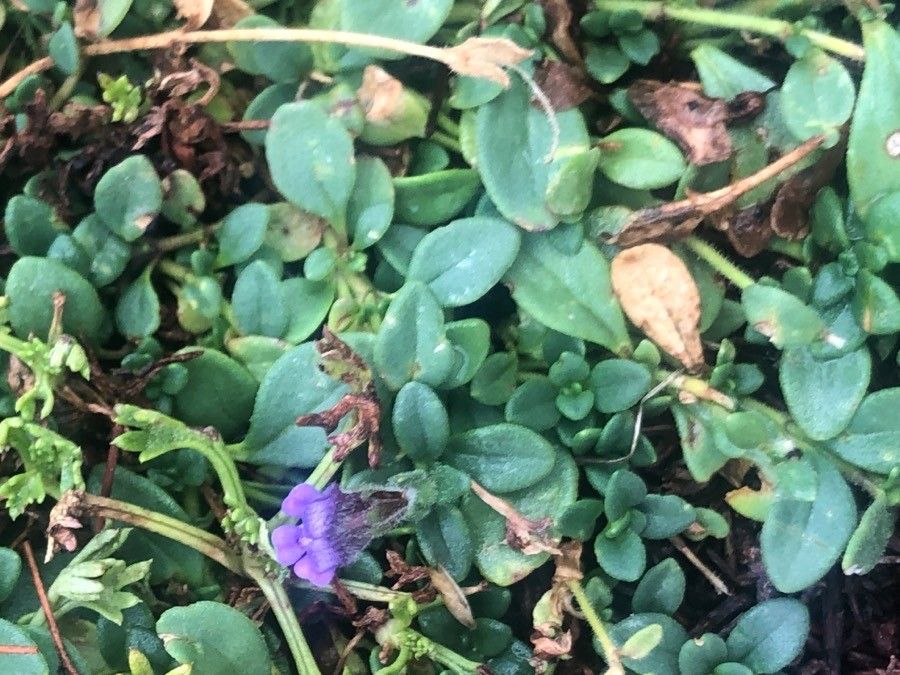 Chaenorhinum origanifolium — houseplant care guide