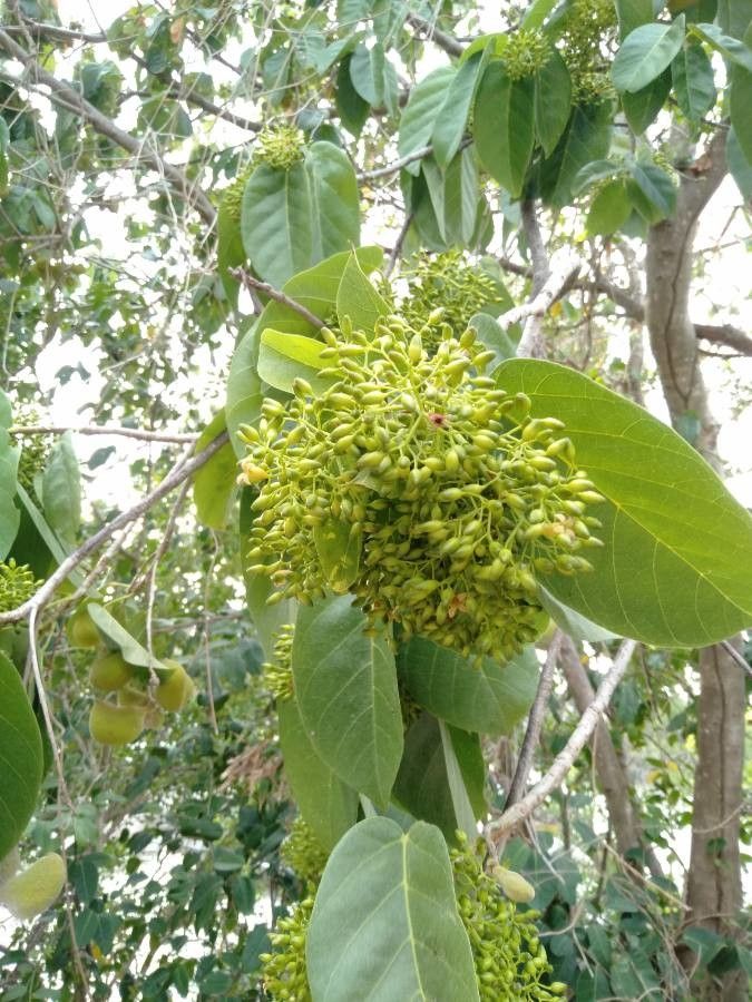 Sterculia ceramica — houseplant care guide