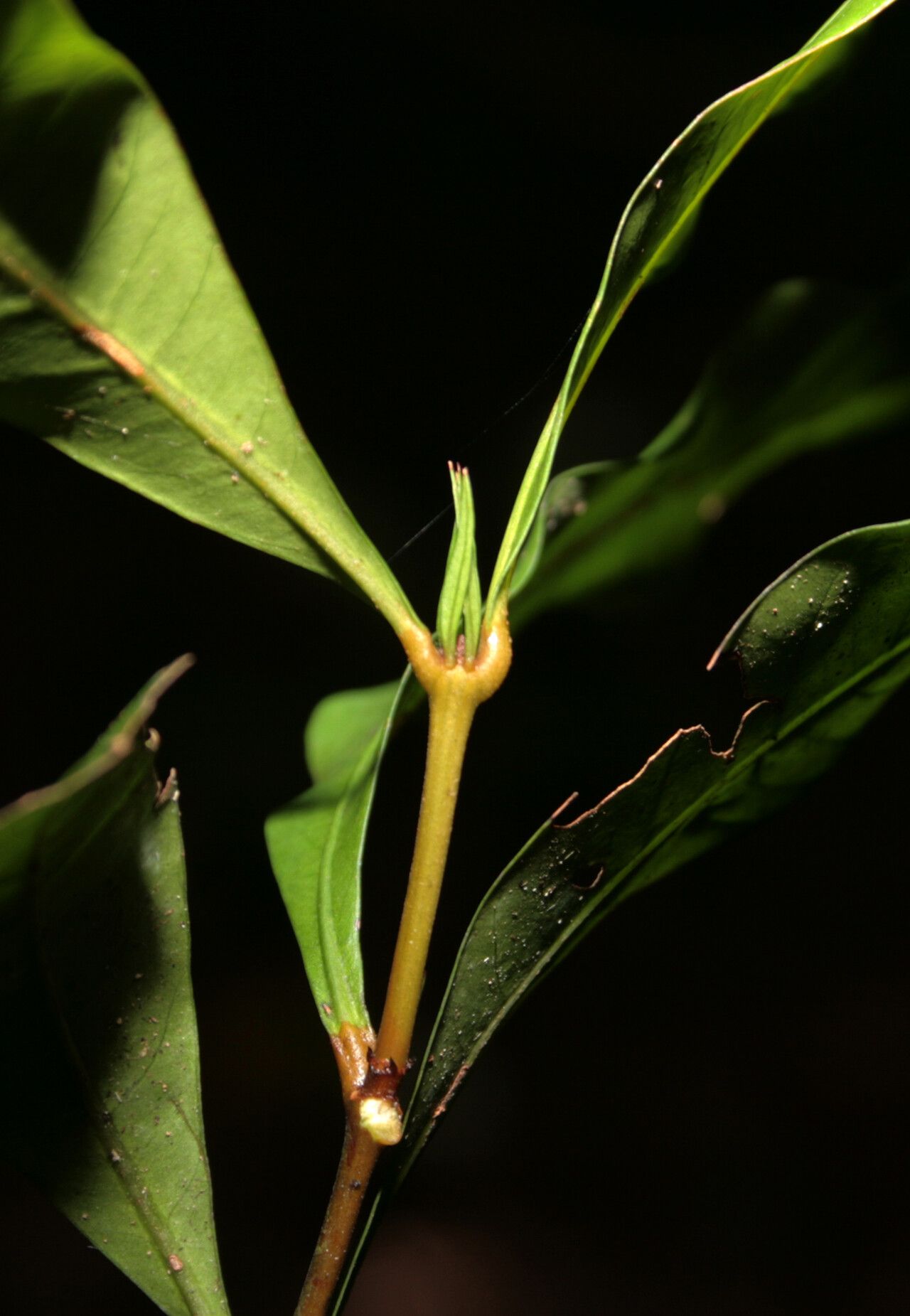 Quiina leptoclada other