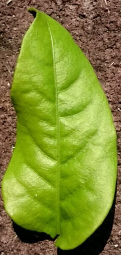 Plumbago scandens leaf