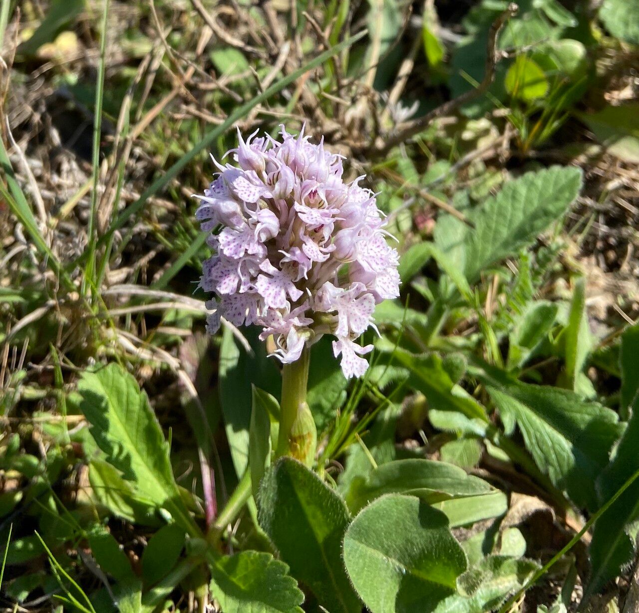 Neotinea conica habit