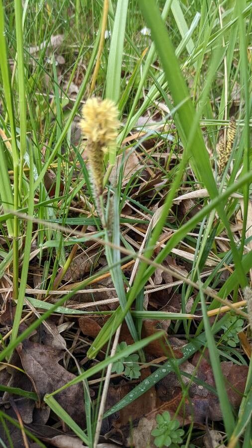 Carex acutiformis