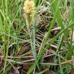 Carex acutiformis