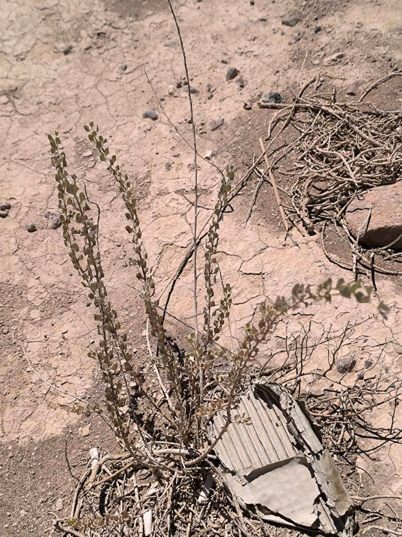 Atriplex madariagae — houseplant care guide