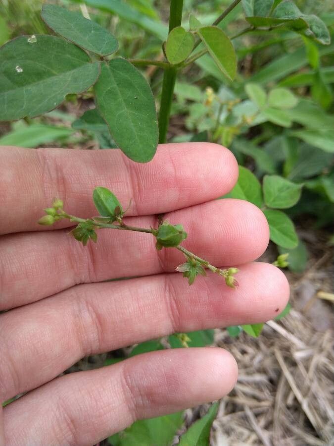 Oxalis barrelieri fruit