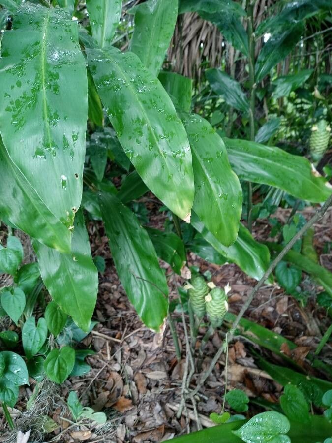 Zingiber zerumbet leaf