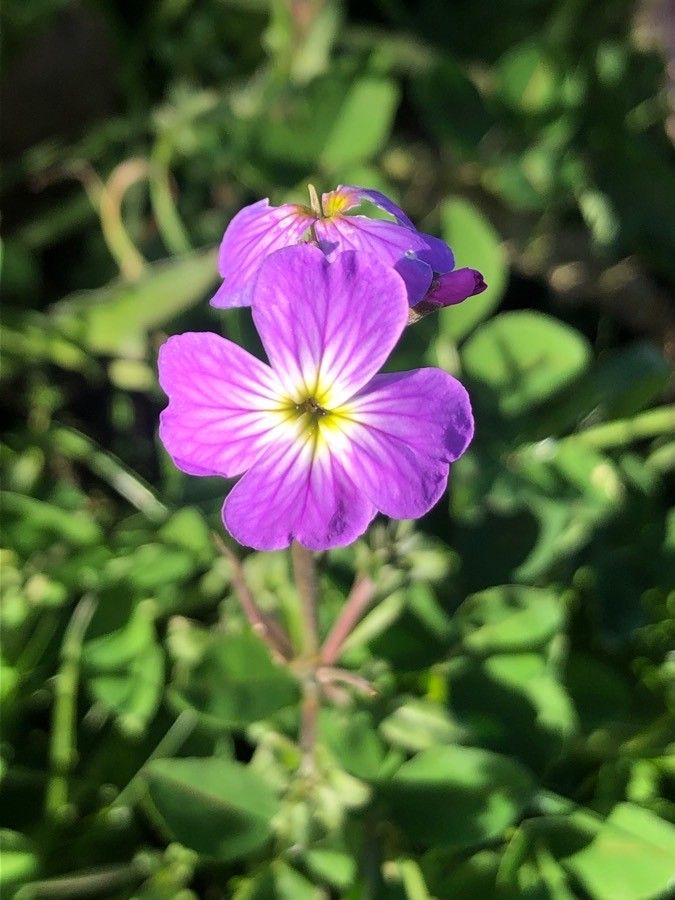 Malcolmia maritima flower