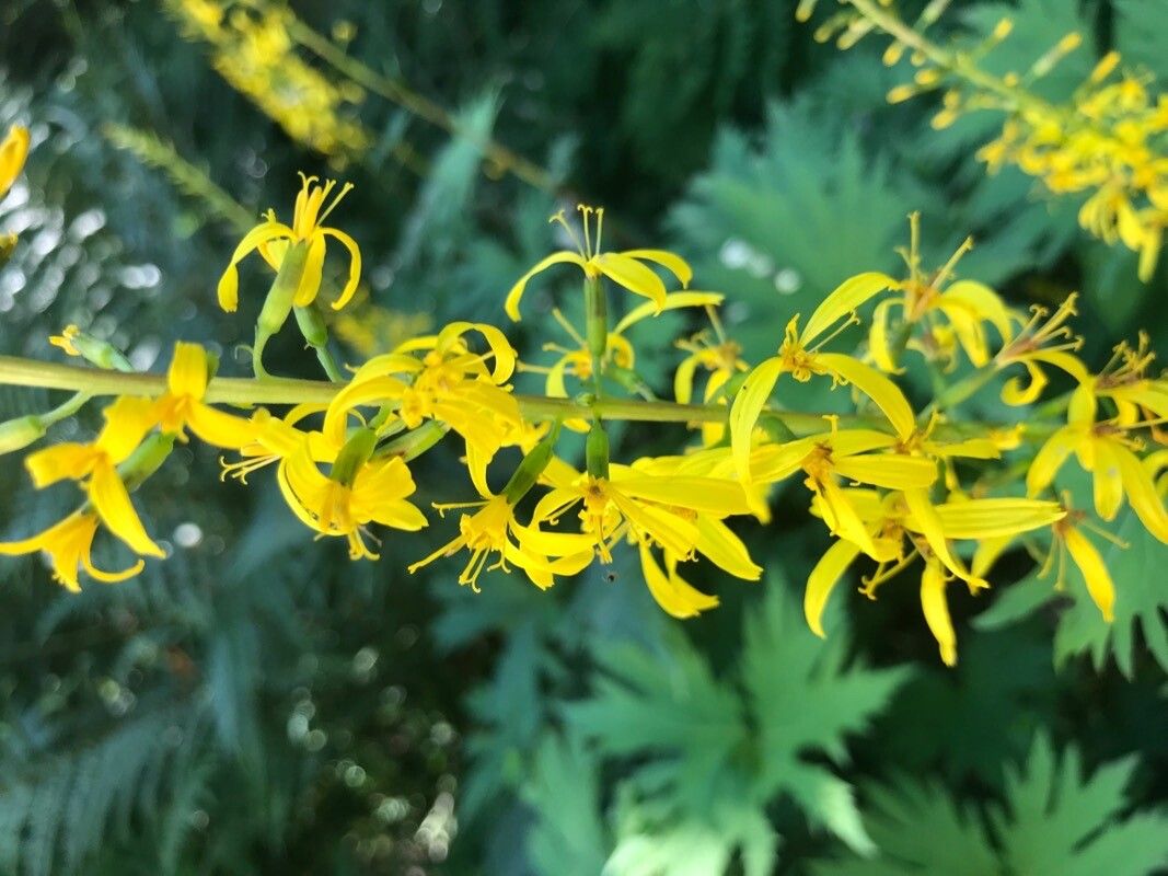 Ligularia przewalskii flower