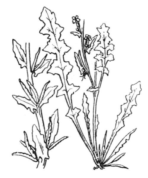 Sisymbrium polyceratium other