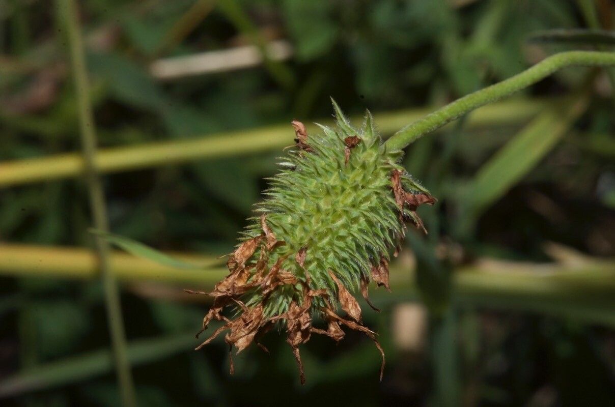 Trifolium ochroleucon fruit