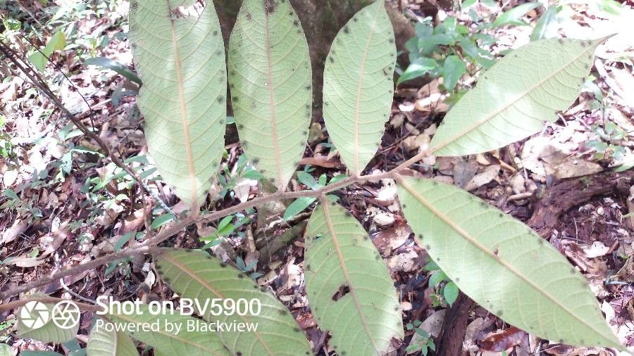 Hirtella glandulosa leaf