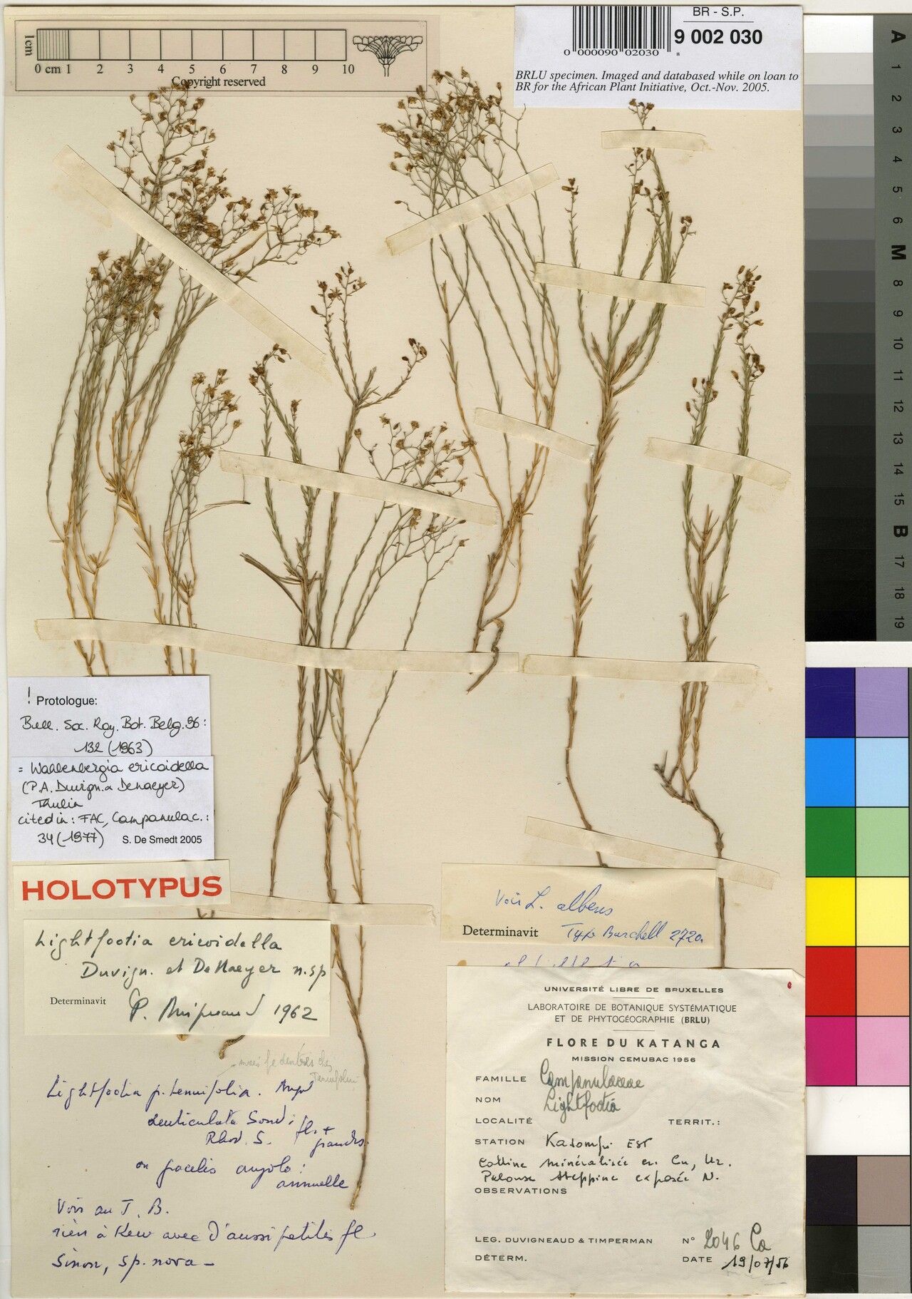 Wahlenbergia ericoidella — houseplant care guide