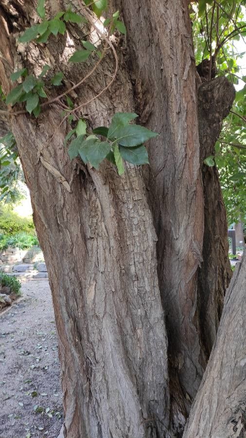 Ehretia latifolia bark