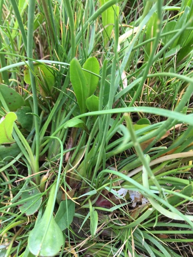 Triglochin maritimum leaf