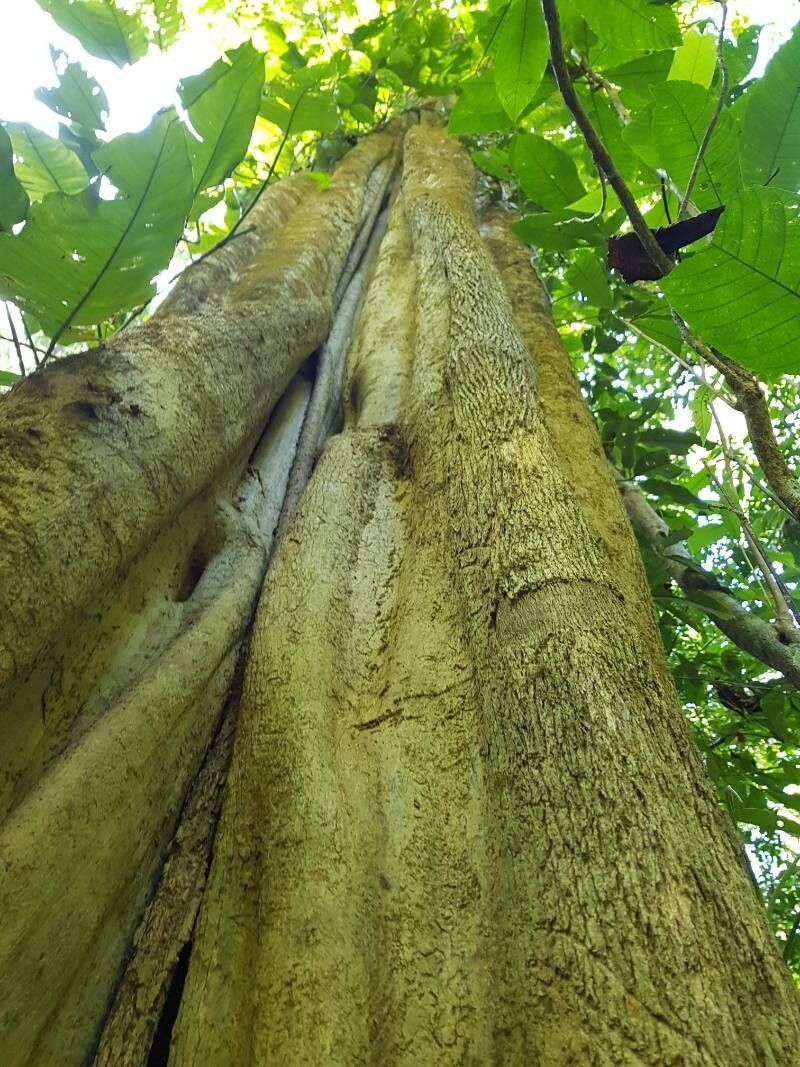Pterygota excelsa bark
