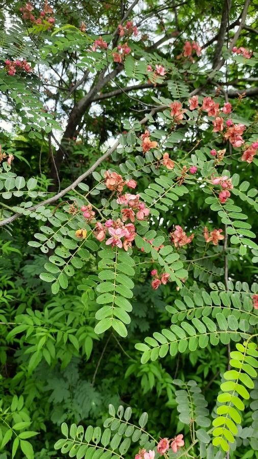 Cassia roxburghii — search result for 'Cassia'