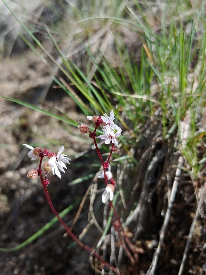 Lithophragma glabrum flower