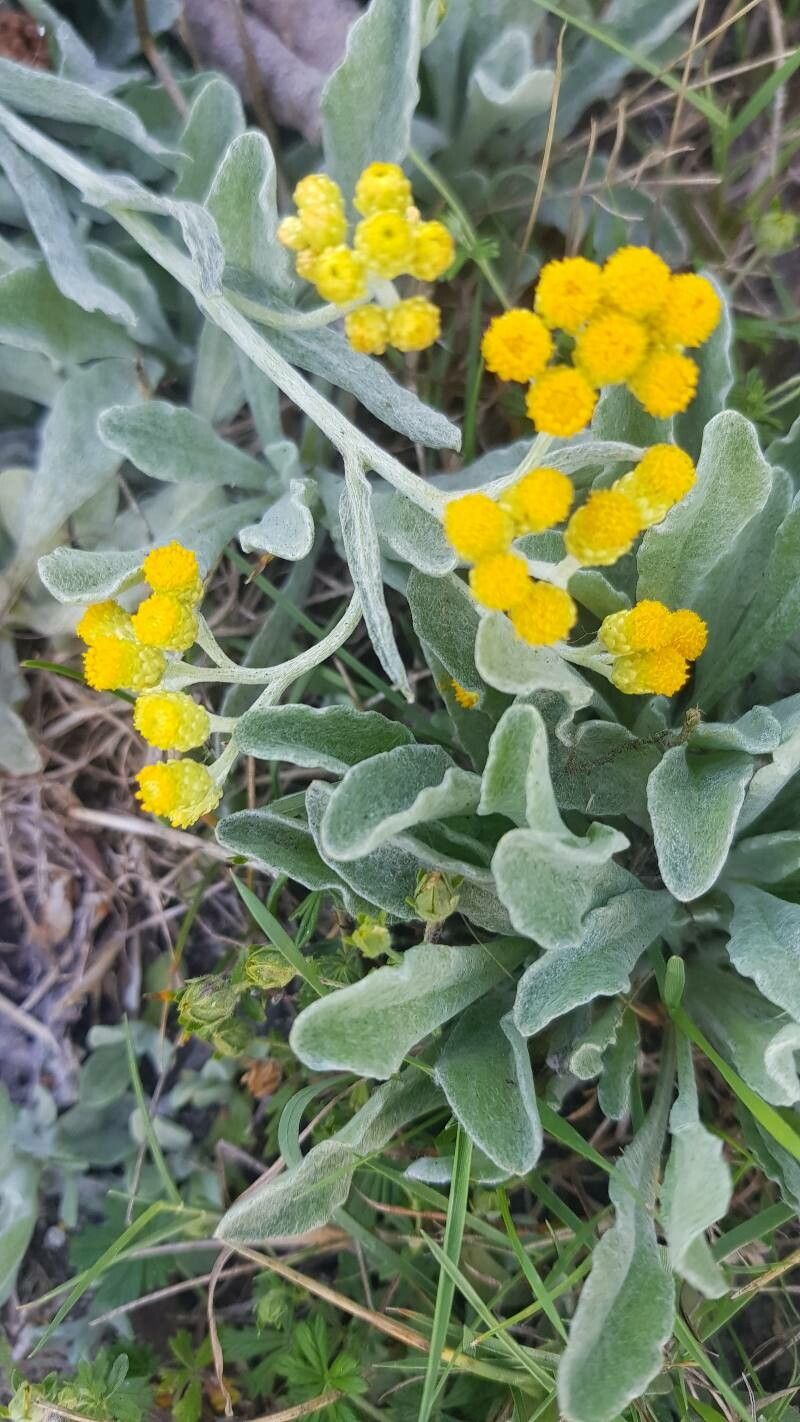 Helichrysum gossypinum flower