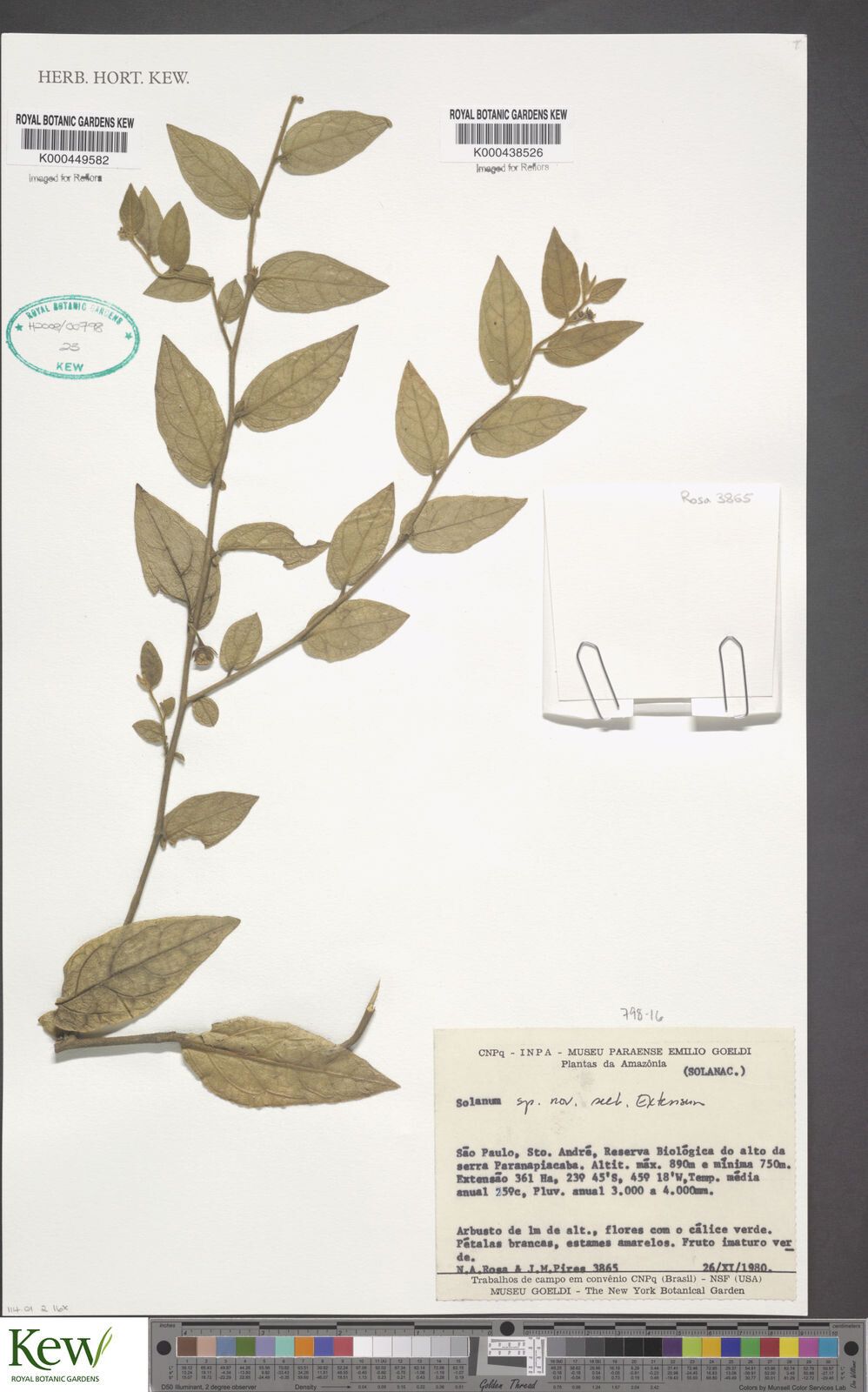 Solanum inornatum — houseplant care guide