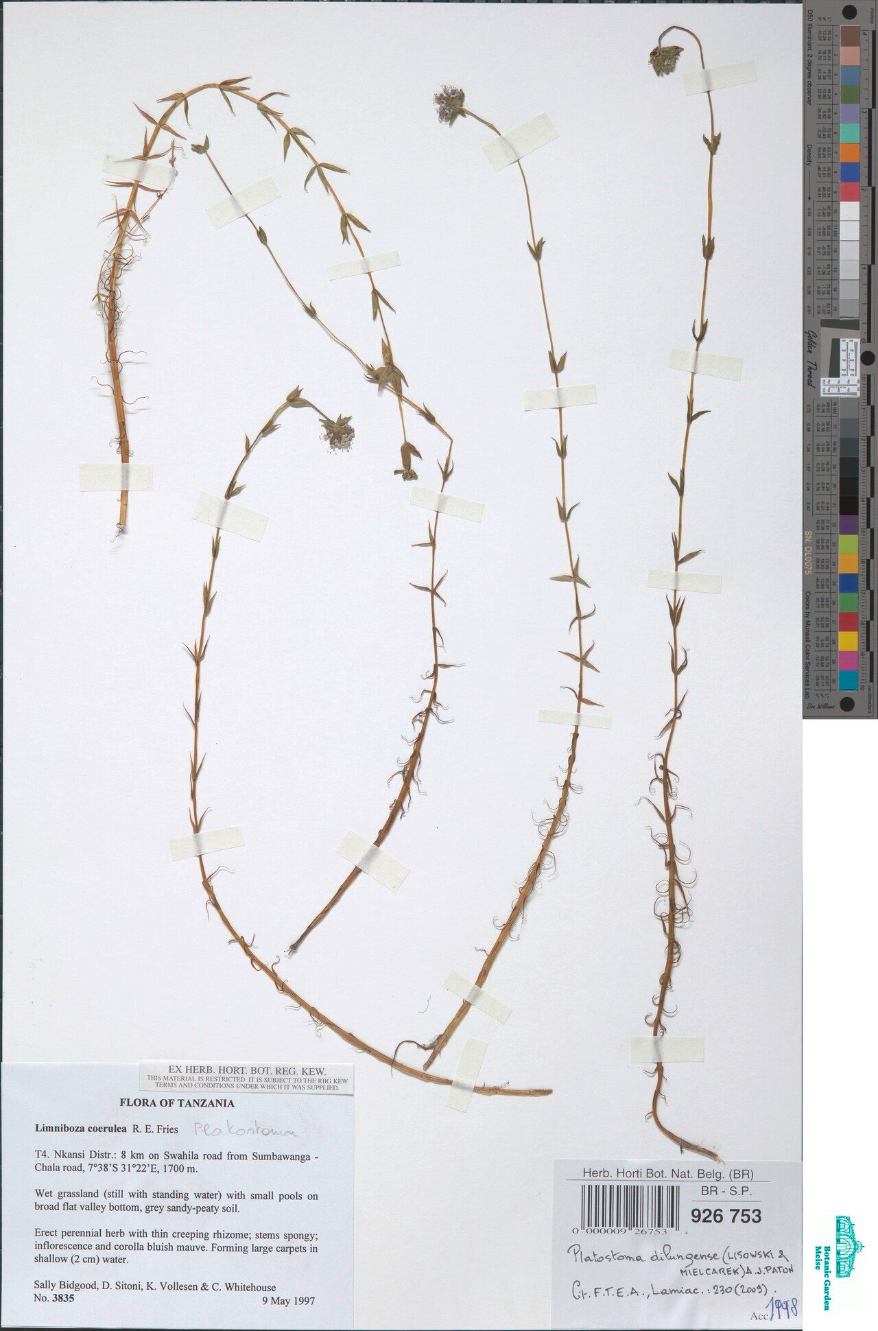 Platostoma dilungense — related species from the same genus