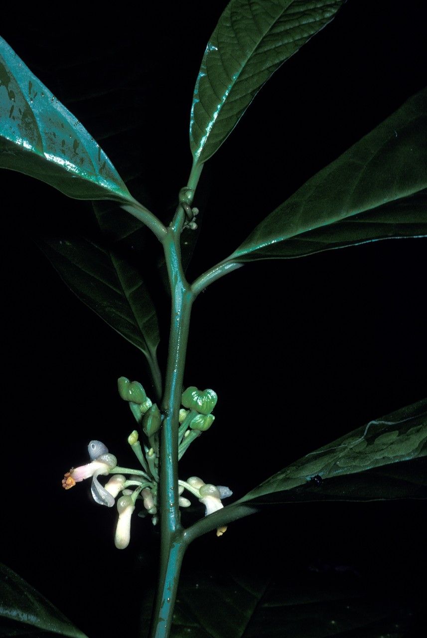 Polygala venenosa flower