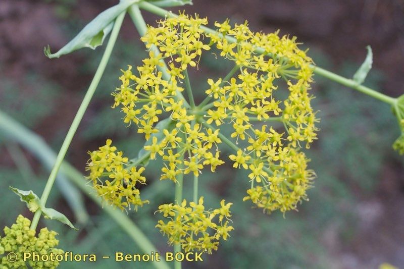 Ferula latipinna other