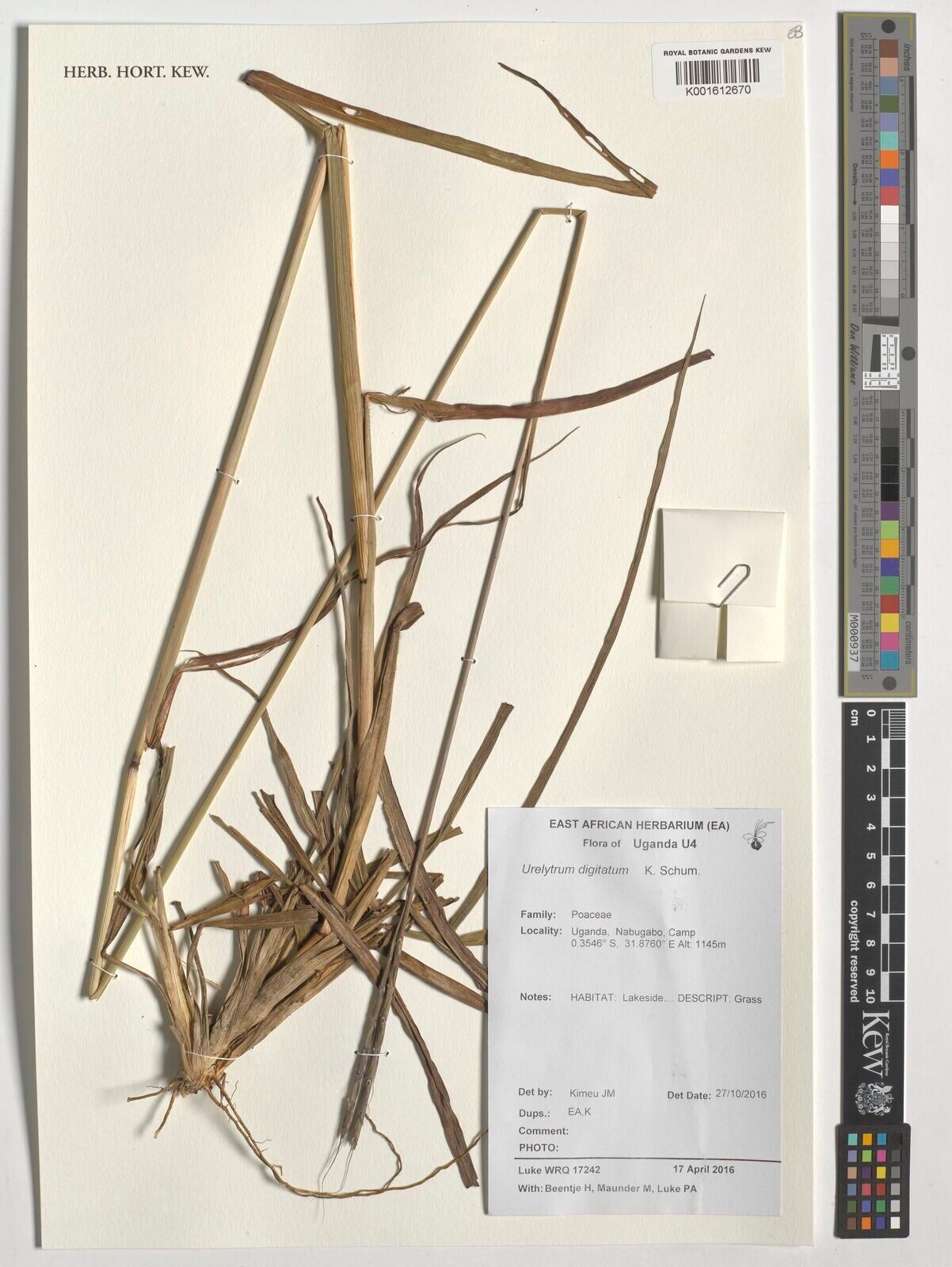 Urelytrum digitatum — related species from the same genus