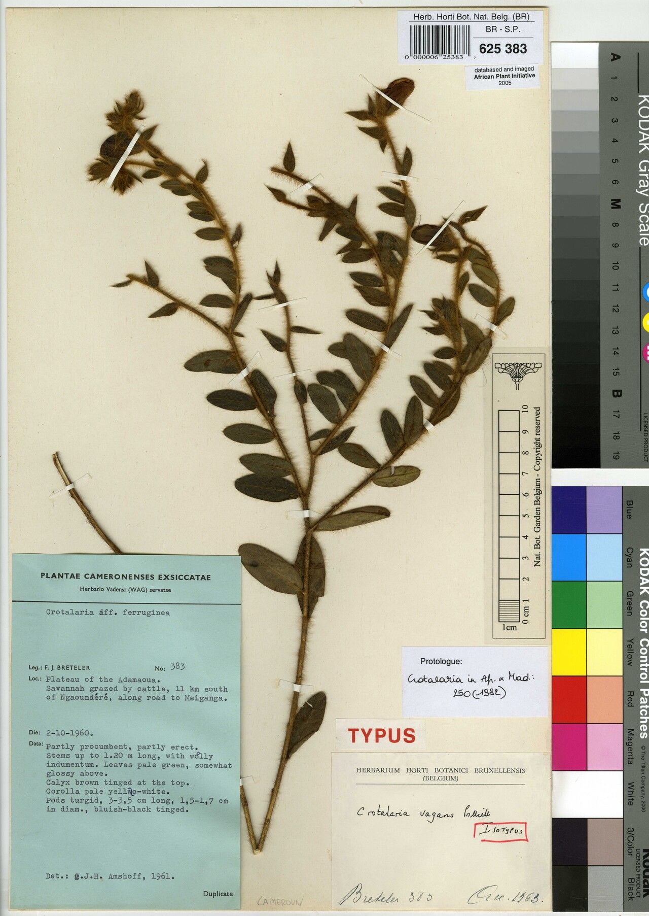 Crotalaria vagans — houseplant care guide