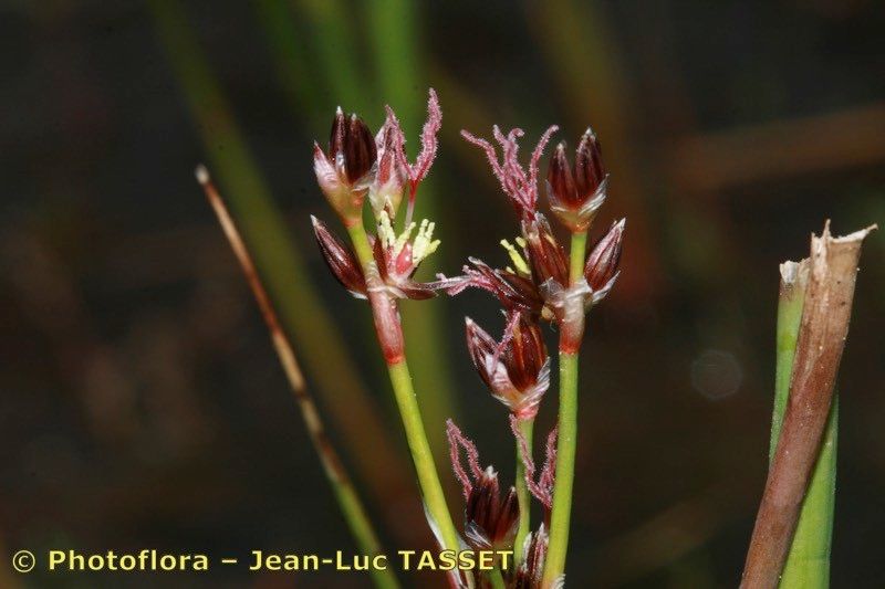 Juncus heterophyllus flower
