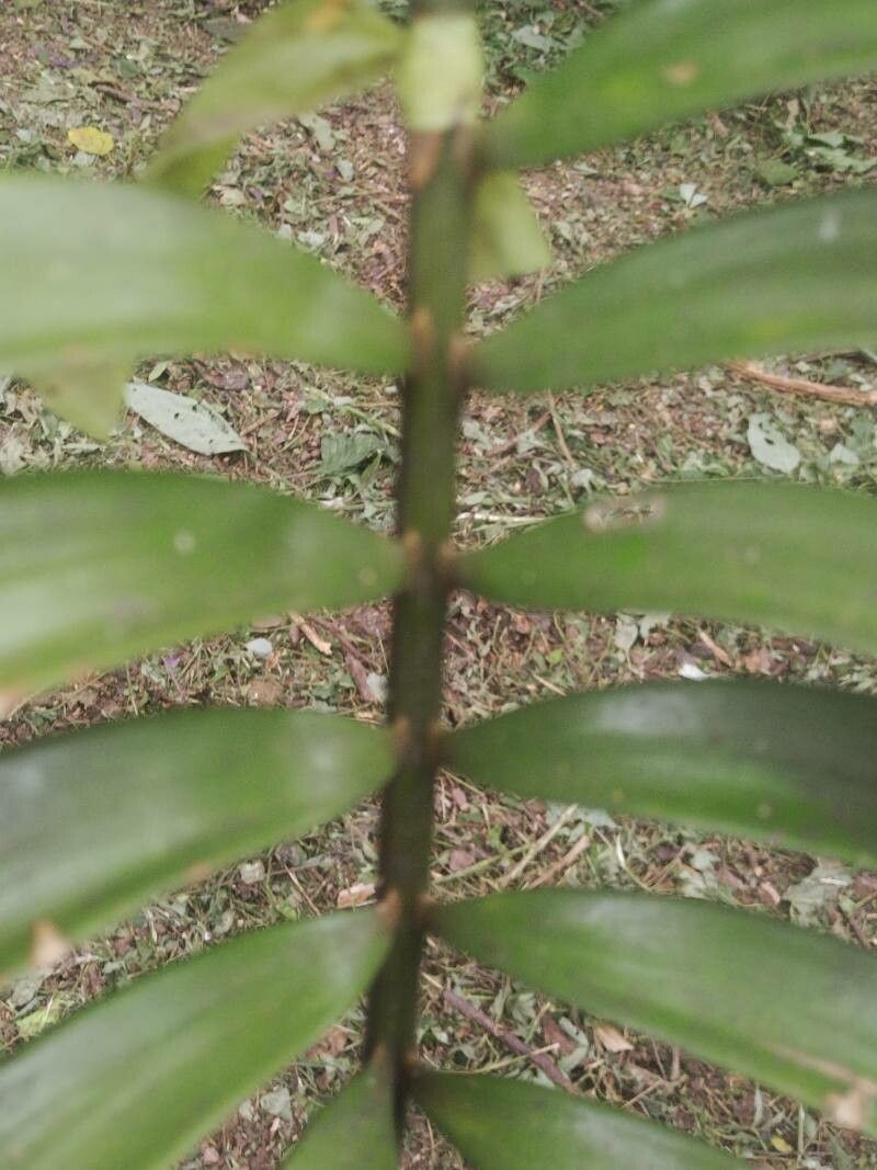 Zamia standleyi leaf