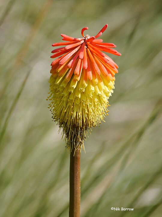 Kniphofia bequaertii
