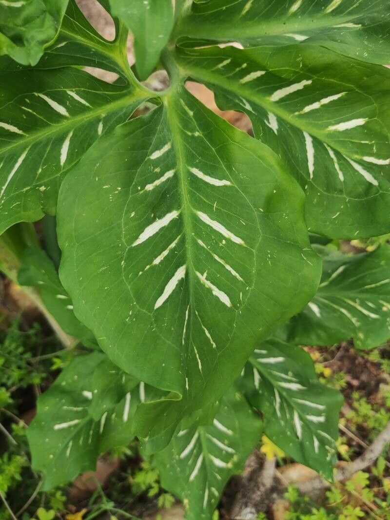 Arum hygrophilum — search result for 'Cyprus'