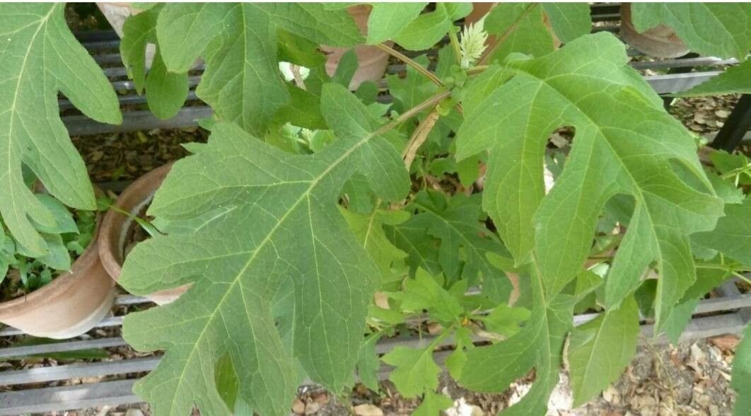 Montanoa grandiflora leaf