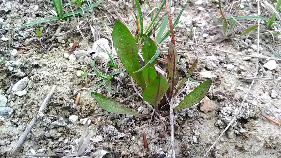 Taraxacum bavaricum leaf