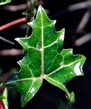 Vasconcellea chilensis — related species from the same genus