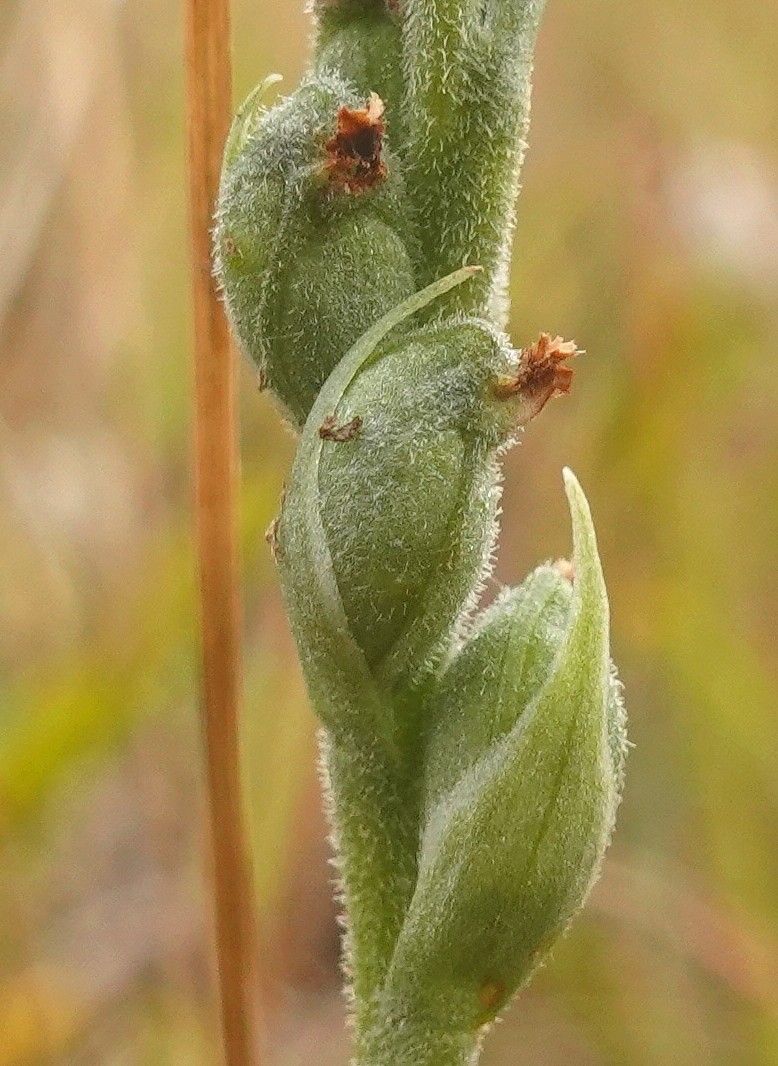 Spiranthes spiralis fruit