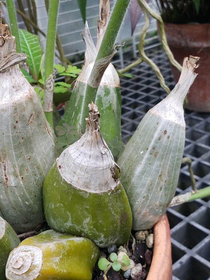 Calanthe vestita other